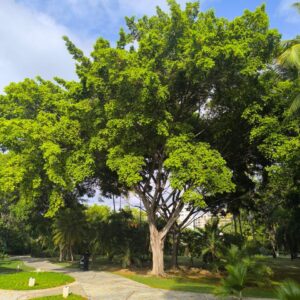 Ficus