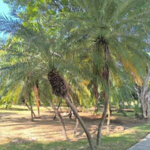 Palma Datilera Enana
